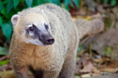 A wild racoon type of creature called a Coati.